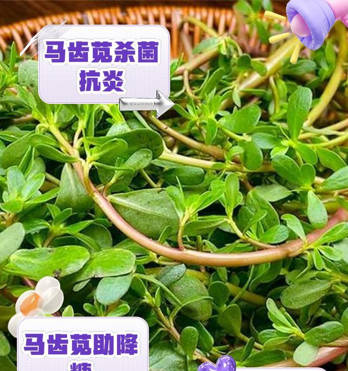 马齿笕有哪些品种？如何选择适合种植的马齿笕品种？