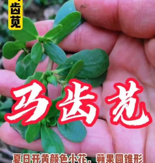 马齿笕有哪些品种？如何选择适合种植的马齿笕品种？