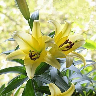 百合花的养殖方法是什么？如何保持百合花的健康？