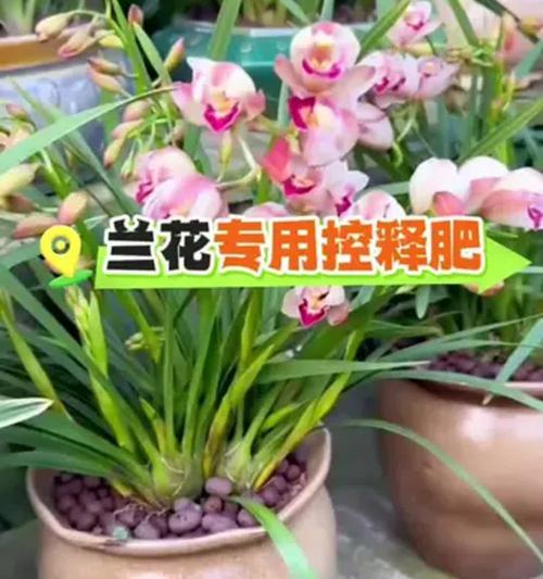 小兰花的养殖要点有哪些？