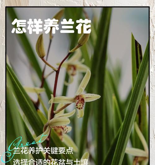 小兰花的养殖要点有哪些？