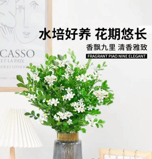 九里香盆栽的养护技巧和繁殖方法是什么？