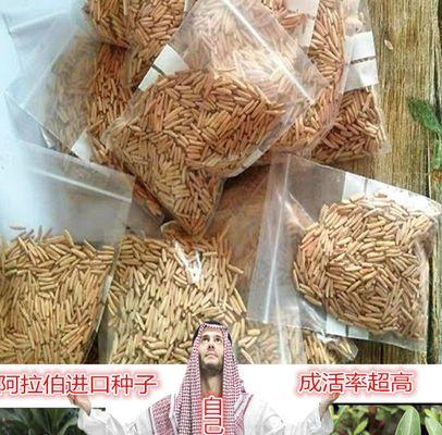 沙漠玫瑰种子播种的正确方法是什么？