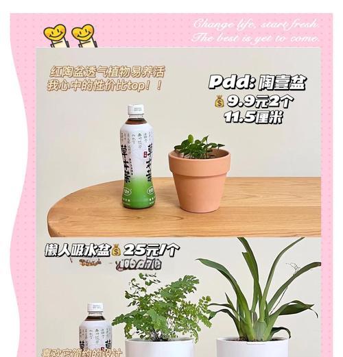 大花盆适合种植哪些植物？如何选择合适的植物？