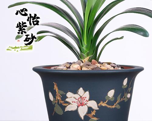 大花盆适合种植哪些植物？如何选择合适的植物？