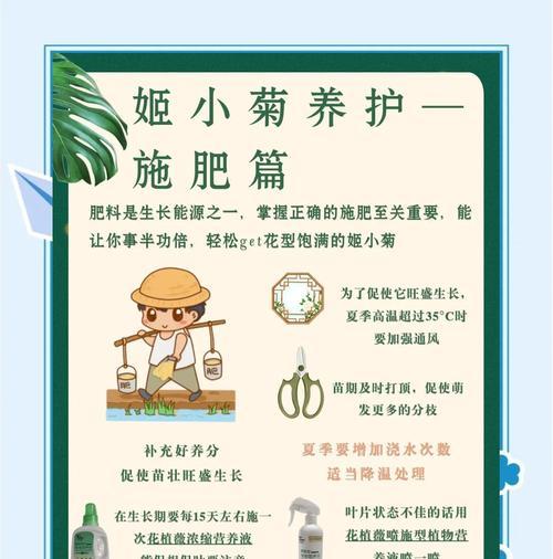 雏菊的养殖技巧有哪些？