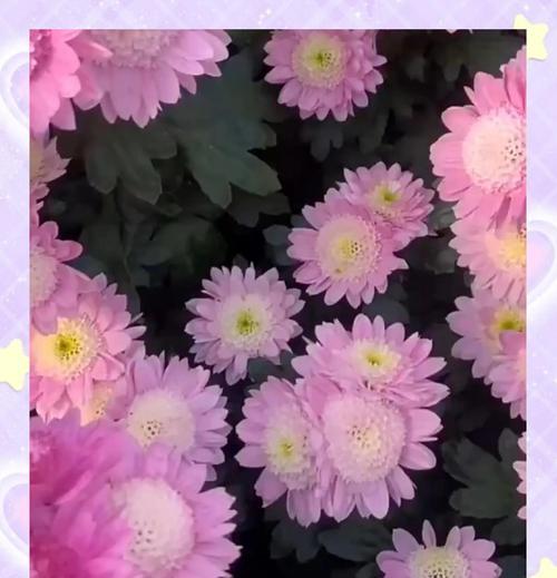 雏菊的养殖技巧有哪些？