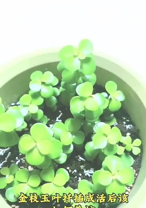 金枝玉叶繁殖的有效方法是什么？
