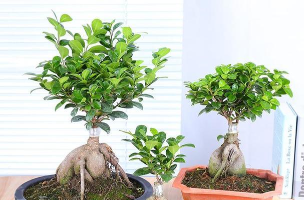 榕树浇水的正确时间和技巧是什么？