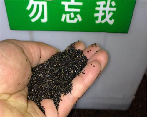 勿忘草种子怎么种？勿忘草种子的种植方法有哪些？