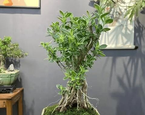 满天星盆栽的正确养护方式是什么？