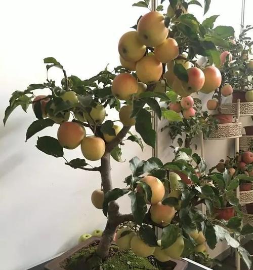苹果盆栽品种有哪些？如何养护苹果盆栽？