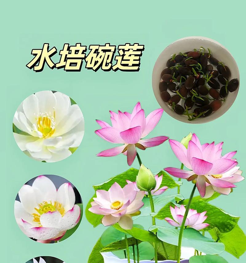 碗莲换水的正确方法是什么？碗莲多久需要换水？