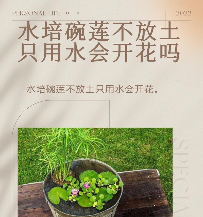 碗莲换水的正确方法是什么？碗莲多久需要换水？