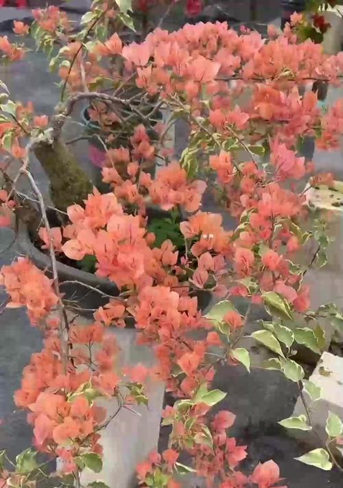秋季种植花卉有哪些推荐？