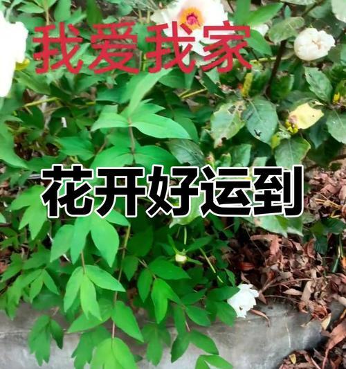 牡丹花后修剪的最佳时机和方法是什么？