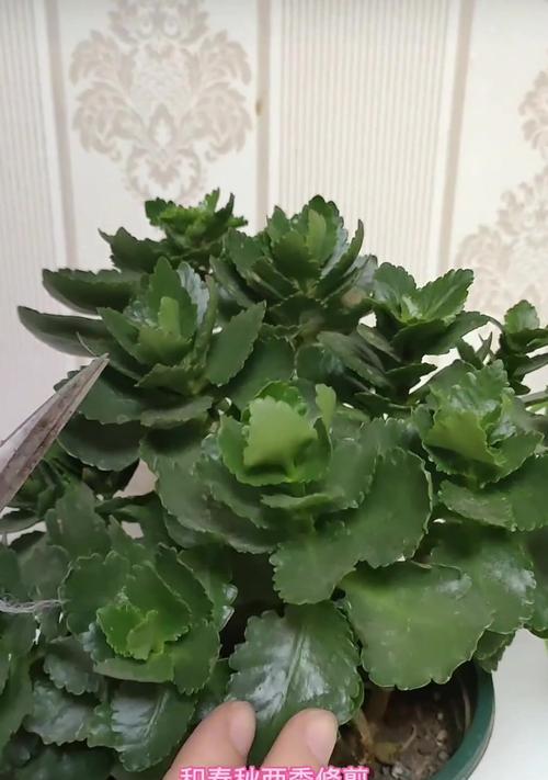 牡丹花后修剪的最佳时机和方法是什么？