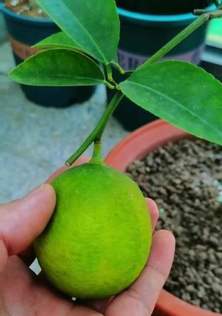 柠檬盆栽土壤选择：哪种土最适合？