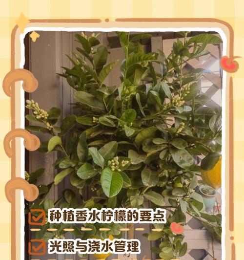 柠檬盆栽土壤选择：哪种土最适合？