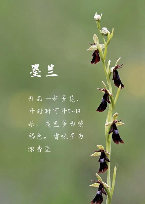 兰花有哪些种类？兰花的共同特征是什么？
