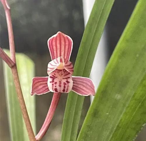 兰花有哪些种类？兰花的共同特征是什么？