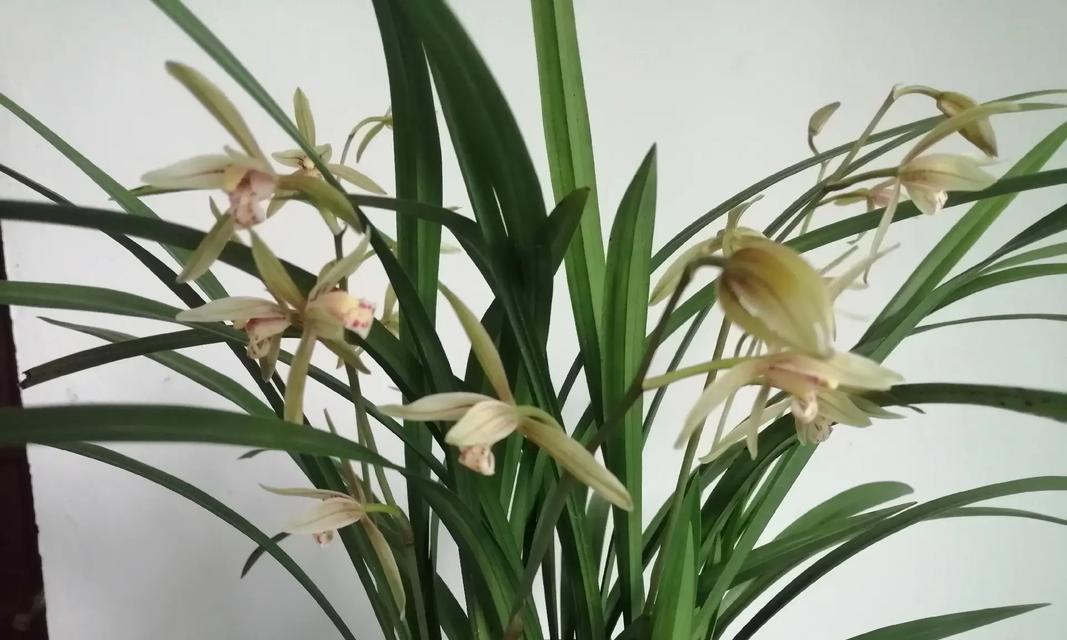 兰花有哪些种类？兰花的共同特征是什么？