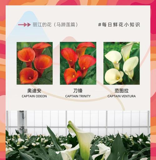 彩色马蹄莲繁殖的有效方法有哪些？