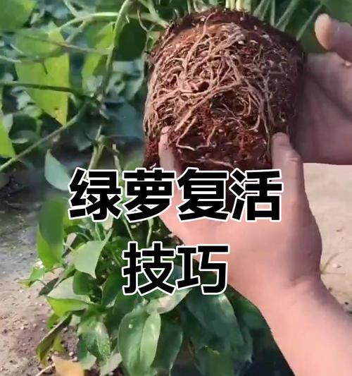 绿箩烂根的原因是什么？如何避免绿箩烂根？