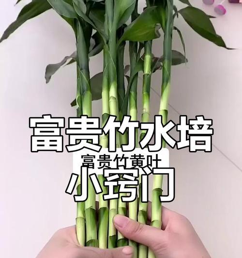 富贵竹生根的技巧有哪些？怎样促进富贵竹生根？