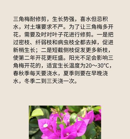 三角梅的分类和属性是什么？