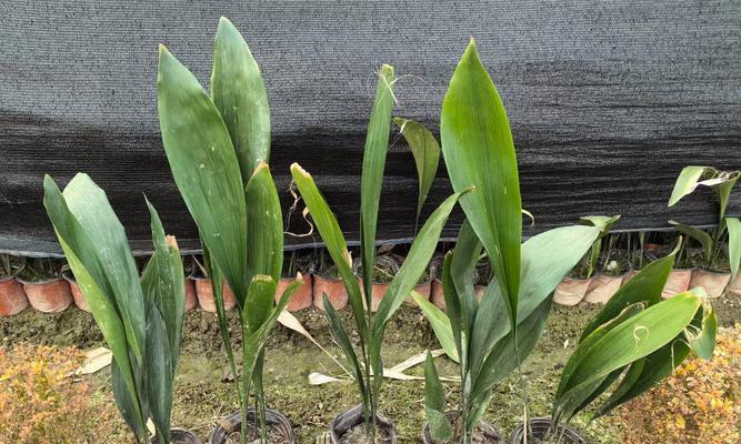 室内常绿植物有哪些推荐？如何选择适合的室内常绿植物？