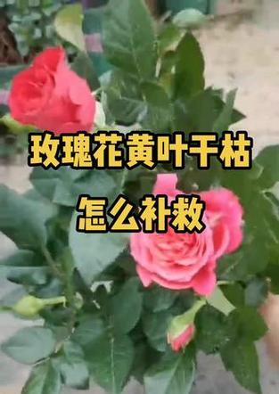 盆栽玫瑰花枯了怎么办？枯萎的原因和挽救措施有哪些？