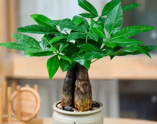 盆栽植物应该使用什么类型的水进行浇灌？