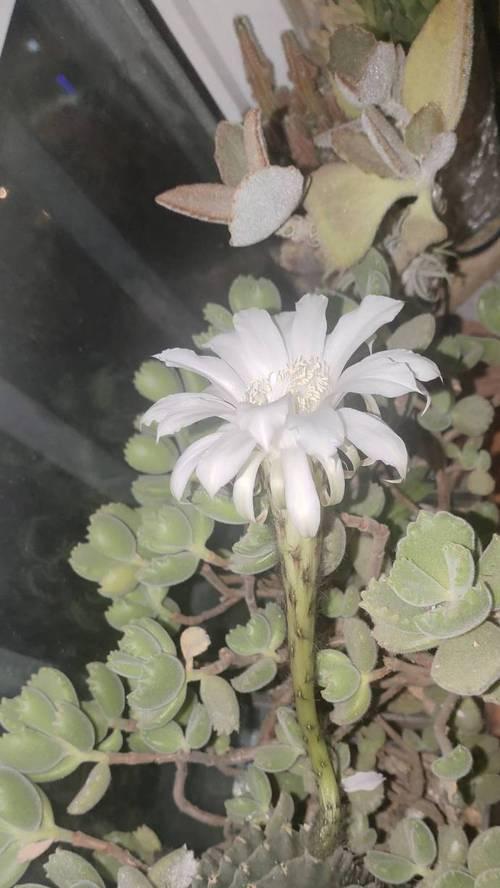 草球仙人球的正确养护方法是什么？