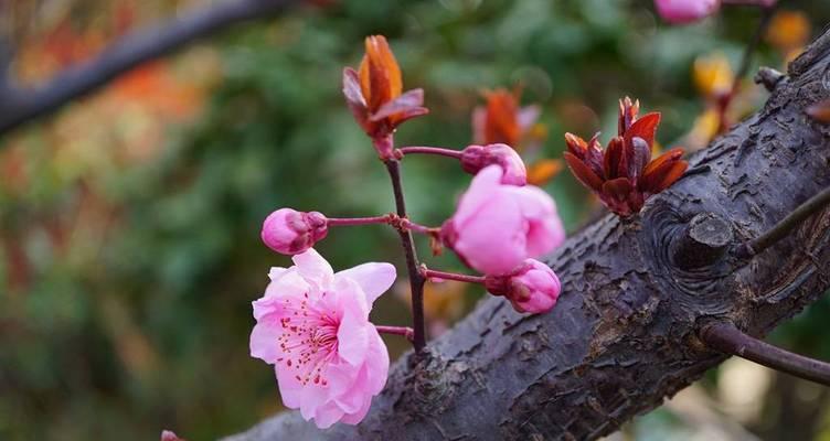 梅花什么时候种？梅花的种植季节和注意事项是什么？