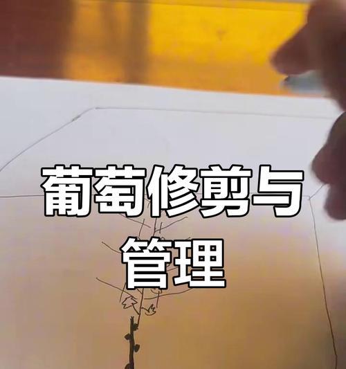 金雀花修剪的最佳时机是什么时候？有哪些修剪技巧可以分享？