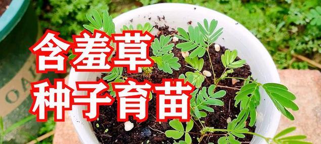 含羞草的种植技巧有哪些？如何保证其正常生长？