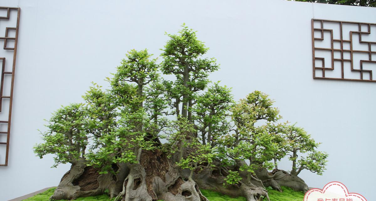 盆景截干的最佳时机和方法是什么？
