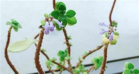 碰碰香开花的秘诀是什么？