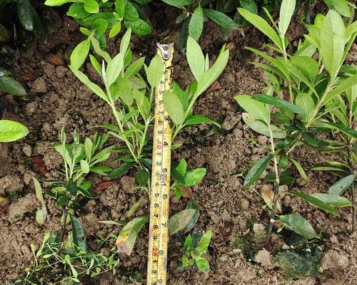 小叶杜鹃品种的特点是什么？如何正确种植小叶杜鹃？