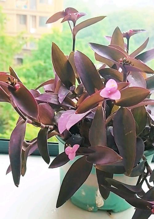 紫竹梅植物属于哪个科？