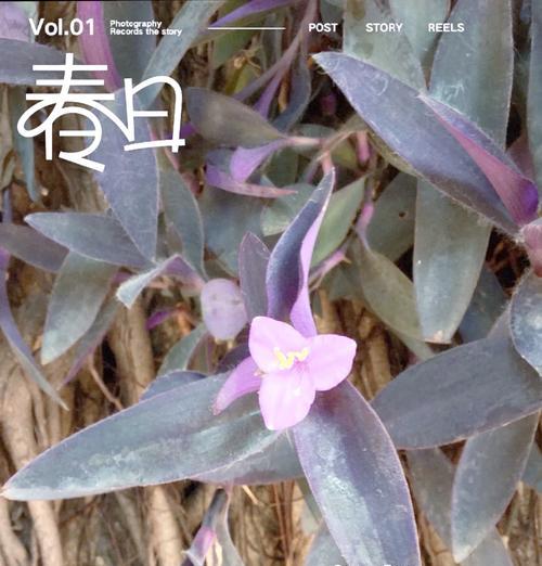 紫竹梅植物属于哪个科？