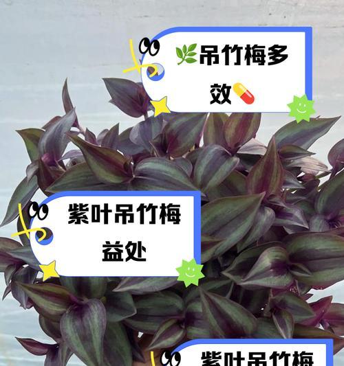 紫竹梅植物属于哪个科？