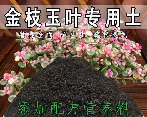 金枝玉叶适合用什么土壤种植？