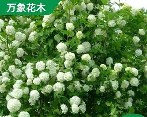 万象有哪些品种？不同品种的万象有何特点？