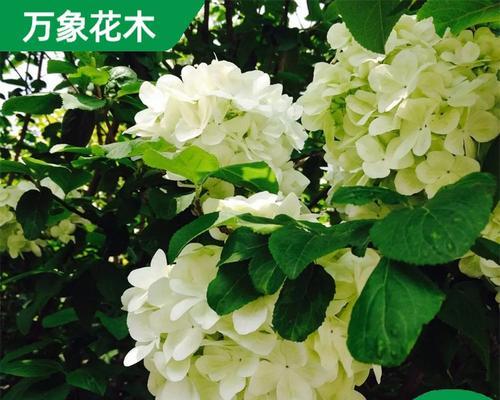 万象有哪些品种？不同品种的万象有何特点？