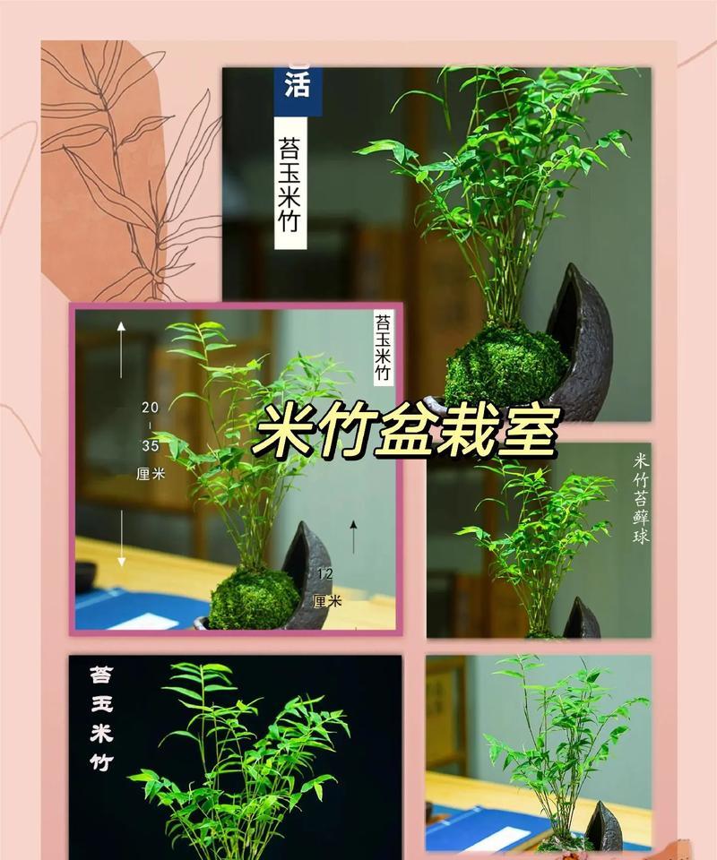 凤尾竹怎么样？如何正确养护凤尾竹？