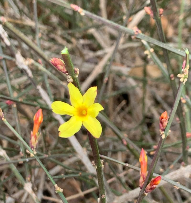 迎春花怎么种？迎春花种植的步骤和注意事项是什么？