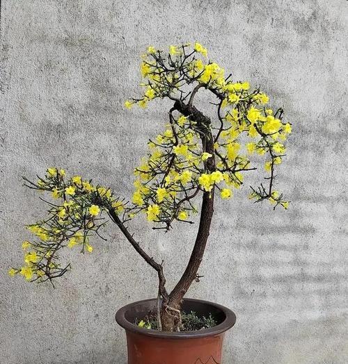迎春花怎么种？迎春花种植的步骤和注意事项是什么？