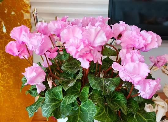 冬天室内适合种什么花？哪些花卉适合冬季室内养护？